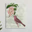 Rosier pinson par Daphne Polselli-62963726-62963736