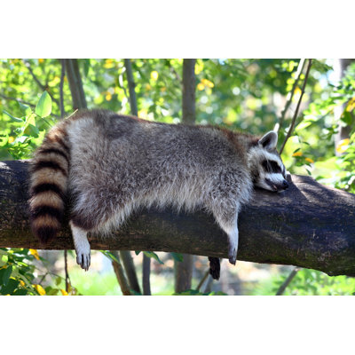 Sleeping Coon - Photographie sur toile tendue