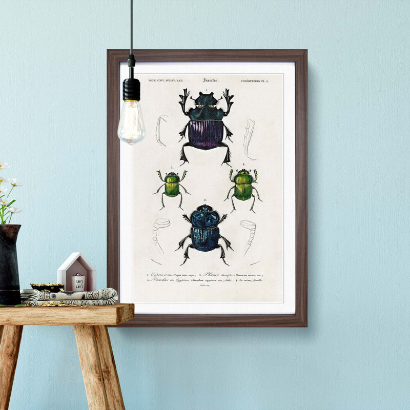 Beetle Illustrations PL.5 by Charles D' Orbigny - Single Picture Frame Painting, Walnut Framed, 33cm H x 24cm W x 2cm D