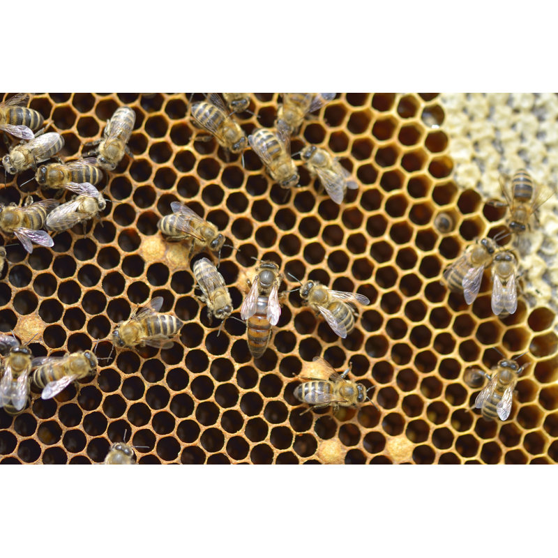 Grande abeille Fidelius, H 8 po x l 12 po