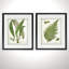 Croquis botanique rétro VII - Cadre photo 2 pièces, reproduction d'art sur papier-28785856