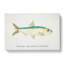 Illustration of a Pilchard by F.E. Clarke - Wrapped Canvas-55359400