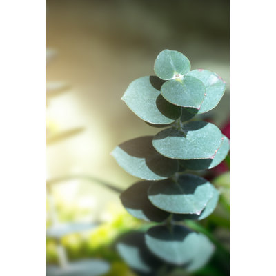 Fresh Eucalyptus Plant by Gregory_Dubus