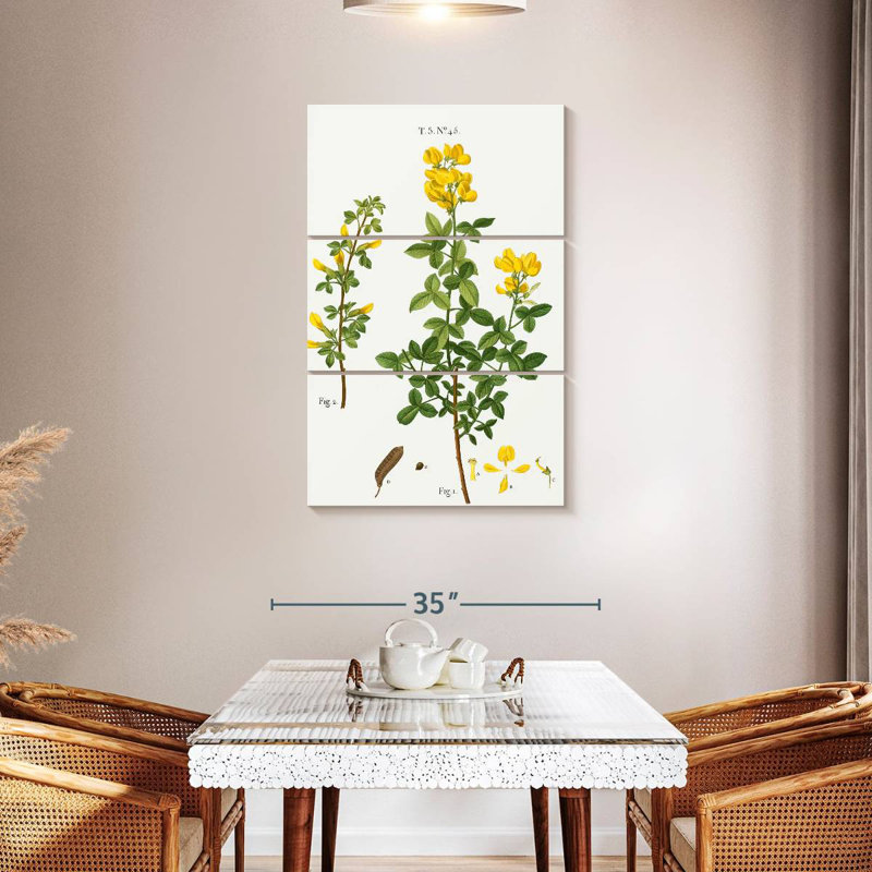 Keiri Common Cytisus Cytisus Biflorus, 45" H x 28" W