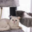 141cm H Cat Tree-2099514352