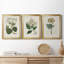 Antique Turpin Botanical IV - Ensemble de 3 peintures sur toile encadrées-1478134873-1478134885