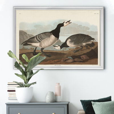 " Barnacle Goose "