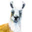 «Alpaca» par Diane Fifer - reproduction-2082883946-2119005443