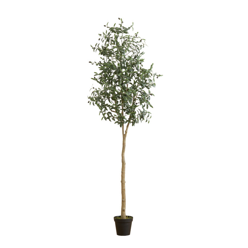 Arbre à olives 96 po en pot