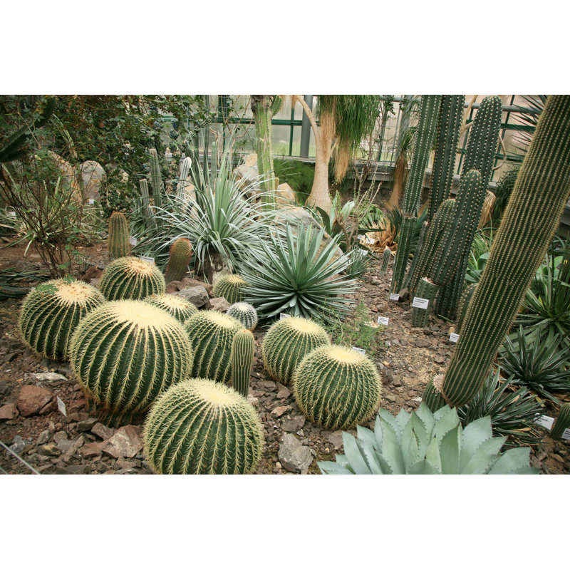 Cactus - photographie sur toile tendue, H 8 po x l 12 po