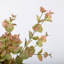 Buissons d'eucalyptus Hamlin-88400812