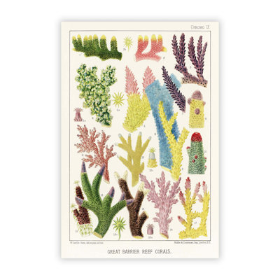 Great Barrier Reef Corals IX by W. Saville Kent - Frameless Print