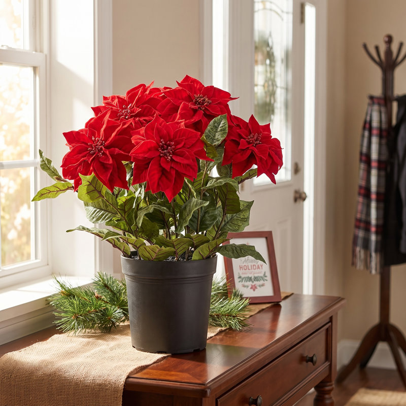 Poinsettia en velours UV 24 po