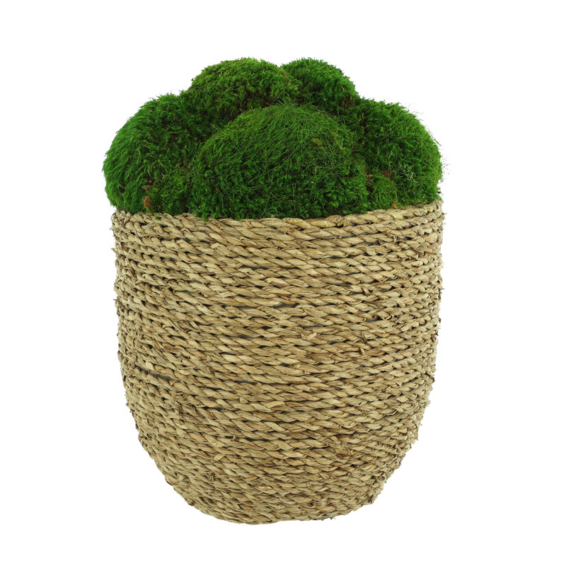 Mousse Corder organique moderne disposée dans un grand pot de paille, H 11 po x l 8 po x P 8 po