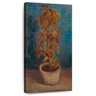Flame Nettle In A Flowerpot