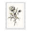 Botanical Seed I by - impression-87850869-87850873