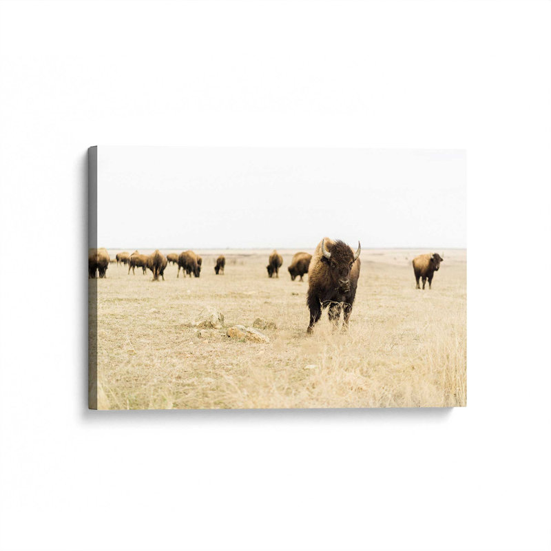 Impression sur toile Wild Plains, H 12 po x l 18 po x P 1,25 po, Toile tendue