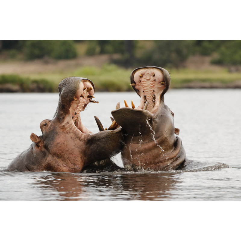 Animals Hippopotamus Fight Nature Wildlife River Water Safari Africa Reflection by Jaco Beukman - Wrapped Canvas Print