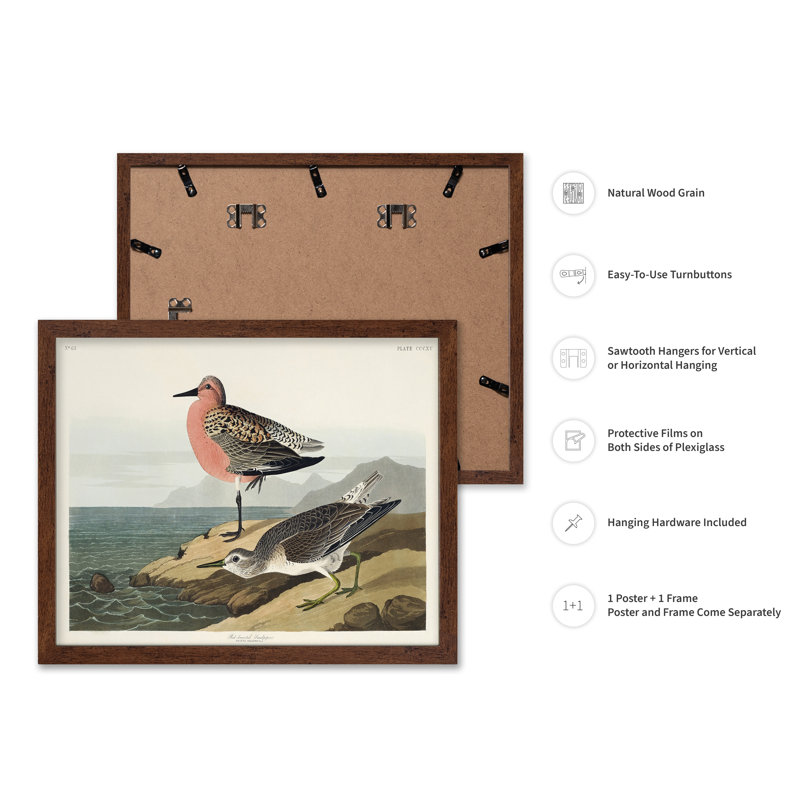 John James Audubon - Bécasseau à poitrine rouge, Poster, 12"H x 16"W, Brown Framed