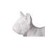 Animals French Bulldog-49609686