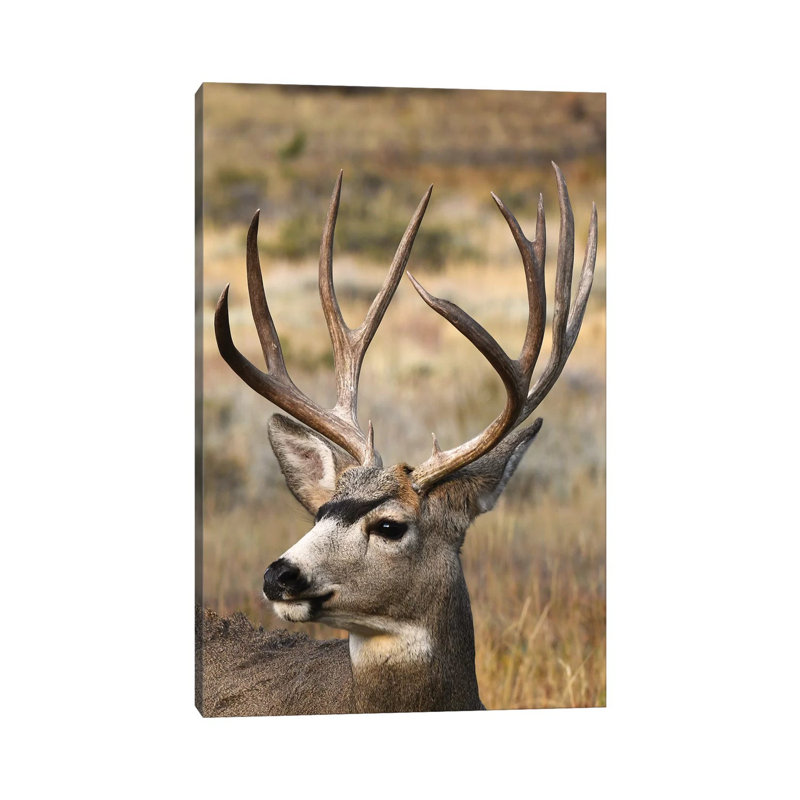 Monster Mulie by Brian Wolf - Wrapped Canvas Print, 20.32 cm H x 30.48 cm W
