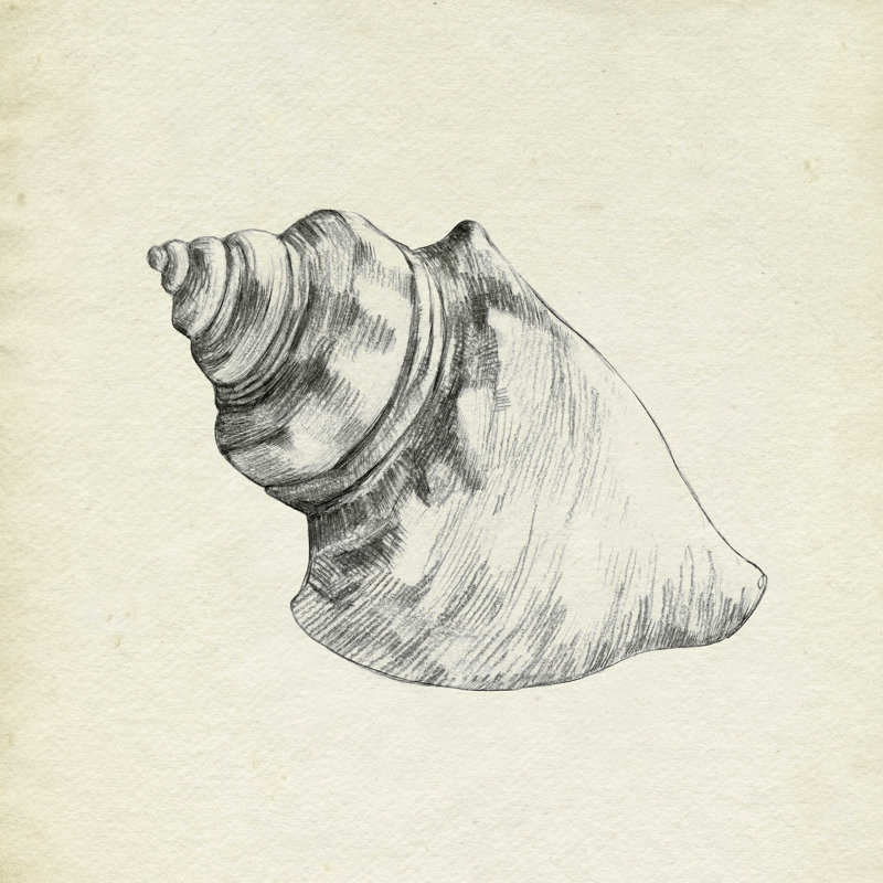 Coquillage croquis IV, H 20 po x l 20 po