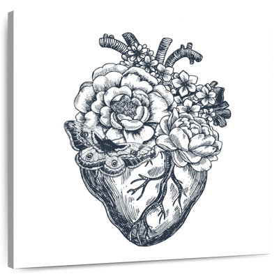 Anatomie du cœur Harnek