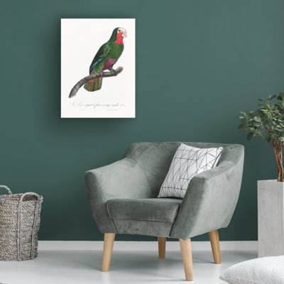 " Levaillant Parrot V " by Francois Levaillant