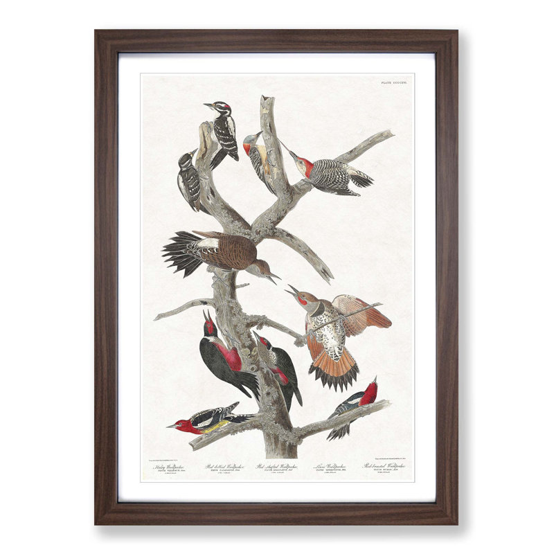 Collection of Woodpeckers by John Audubon - Picture Frame Painting, Walnut Framed, 36cm H x 27cm W x 2cm D