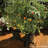 Planter Box