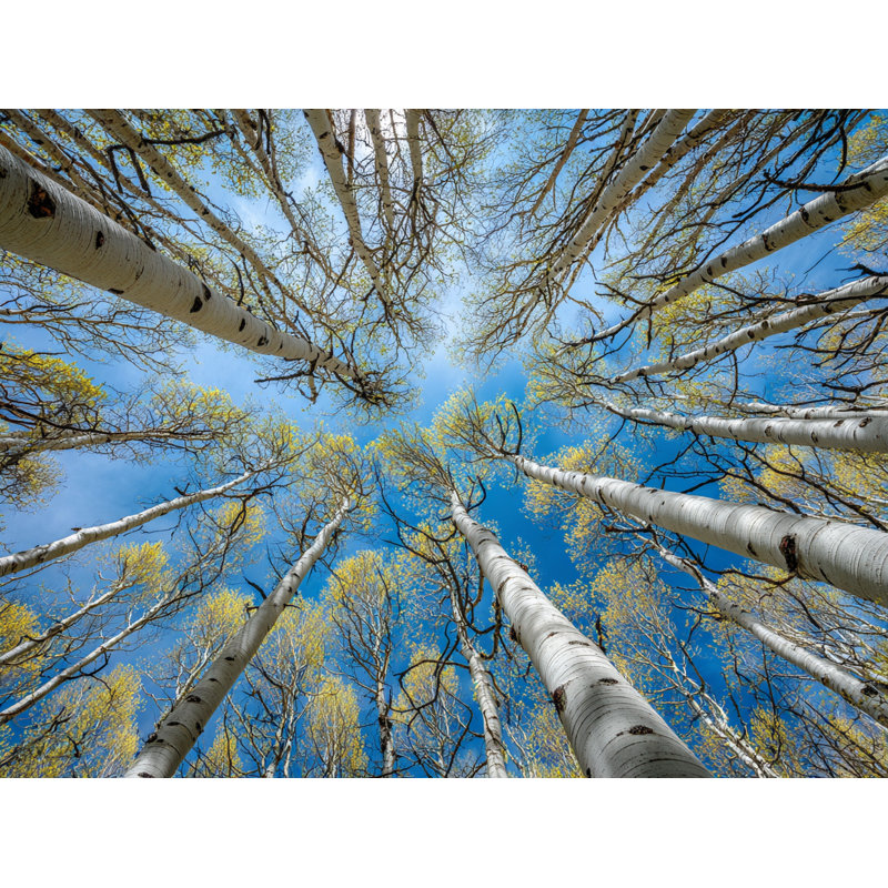 Art mural sur toile tendue Aspen Trees Skyward View, H 12 po x l 16 po