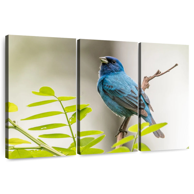 Bruant indigo Brampt, H 36 po x l 57 po