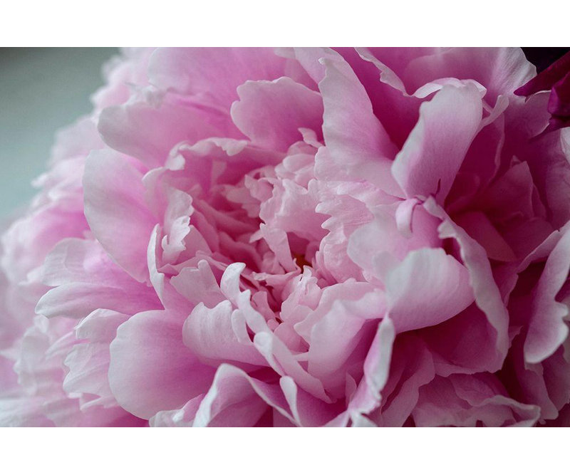 «Red Barrel Studio® Engelbrecht, Lisa S.», reproduction d'art sur toile tendue: pivoine rose, H 13 po x l 18 po