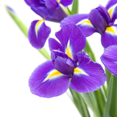" Iris "