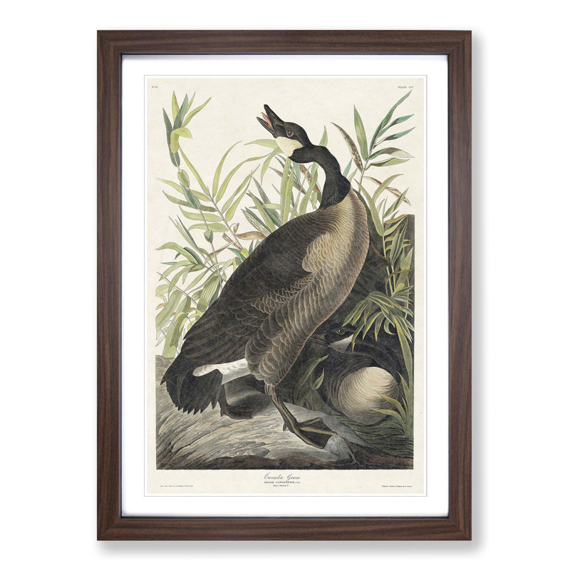 Canada Goose by John Audubon - Picture Frame Painting Print, Walnut Framed, 65cm H x 48cm W x 2cm D