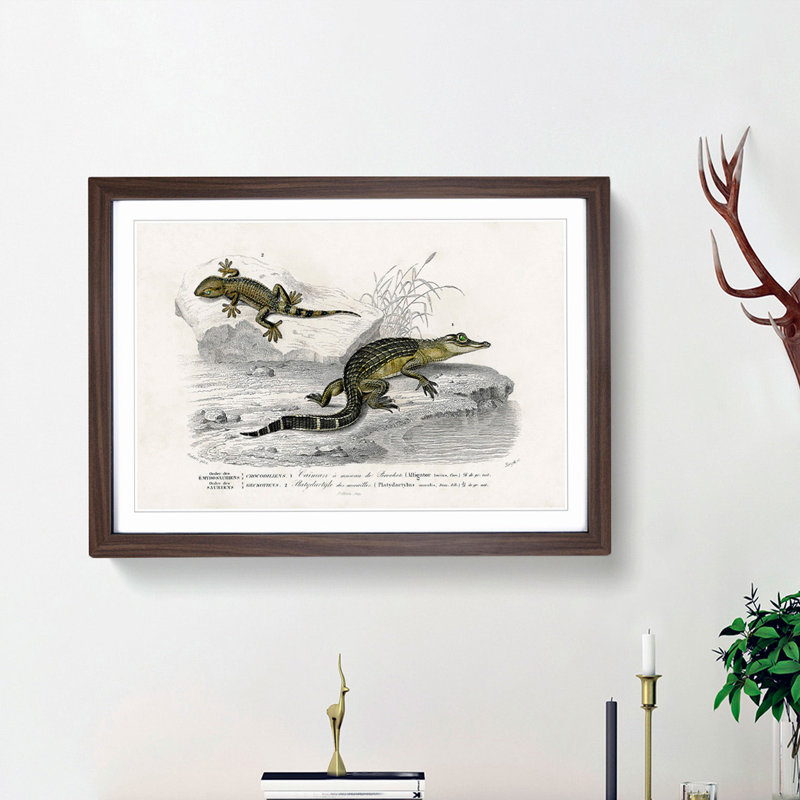 Alligator And Lizard Illustration by Charles D'Orbigny - Single Picture Frame Painting, Walnut Framed