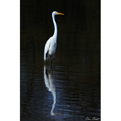 Aigrette élégante II