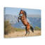 Art mural majestueux avec un cheval arabe-1645528823