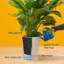 Noah 32" Live Palm Plant in Planter-46518315