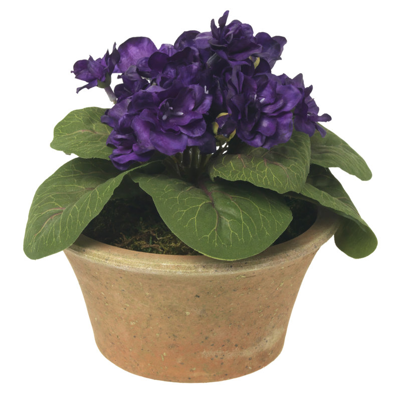 Blooms African Violet Plant In Terracotta Planter, Purple, Brown