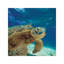 Green Sea Turtle, Balicasag Island, Philippines by Tim Fitzharris - Wrapped Canvas Print-2029605547