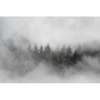 Kyron " Pine Trees In Mist "