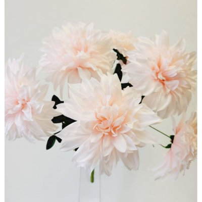 Buissons de dahlia
