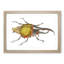 Hercules Beetle by George Shaw - Picture Frame Graphic Art Print-55641729-55641724