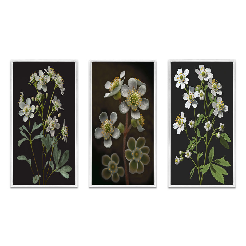 «Blossoming Diphylleia Grayi On Black», 3 pièces, Blanc, H 40 po x l 60 po