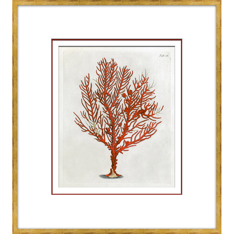 Coral In Red 4 Giclee Print by Dana Gibson