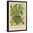 " Common Grape Vine "-2021589203