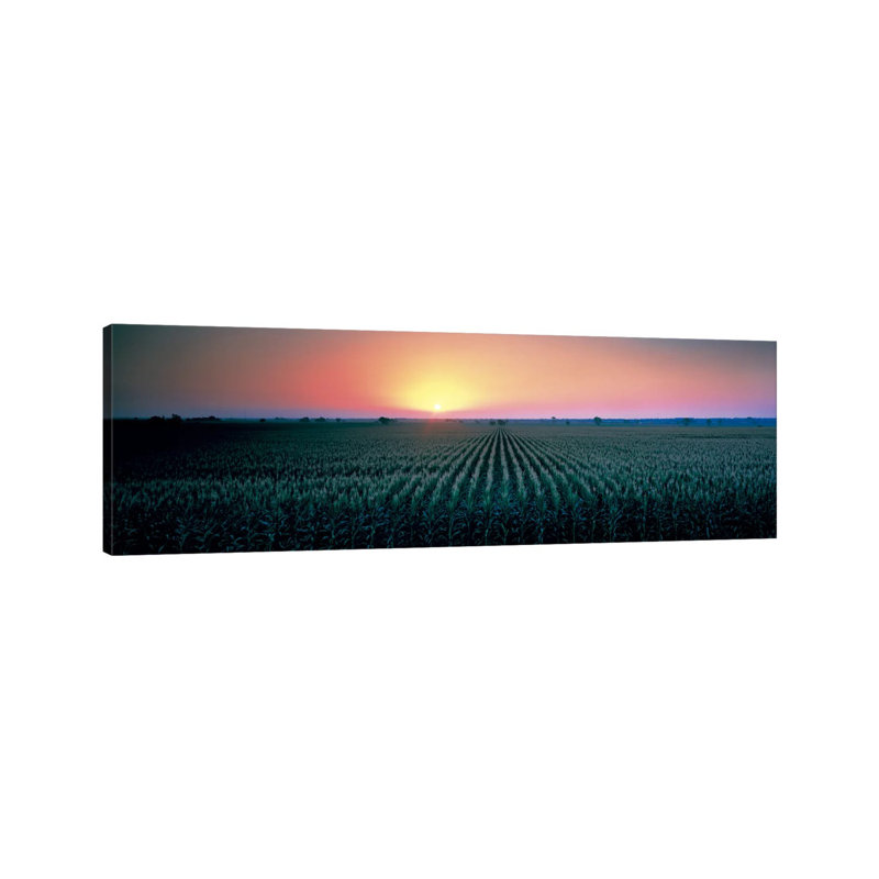 Corn Field At Sunrise Sacramento Co CA USA - Wrapped Canvas Panoramic Print, 30.48 cm H x 91.44 cm W x 1.91 cm D