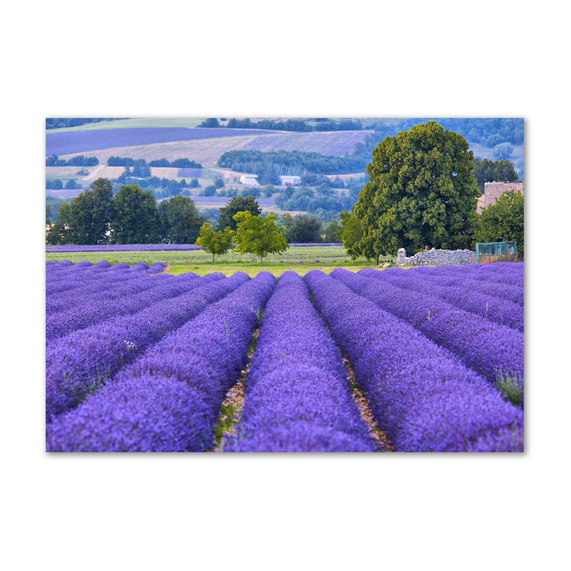Lavender Field - Wrapped Canvas Print