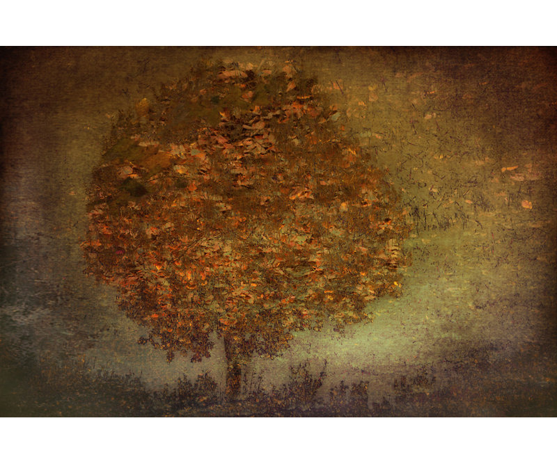 Wrapped Canvas Print, 50.8 cm H x 76.2 cm W